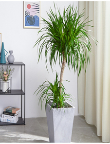 北仑植物出租价格><div class=