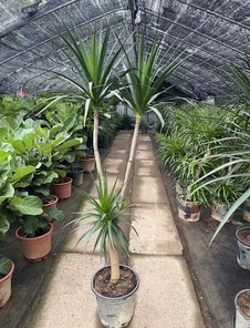 北仑绿化养护专业哪家强？这里有答案！