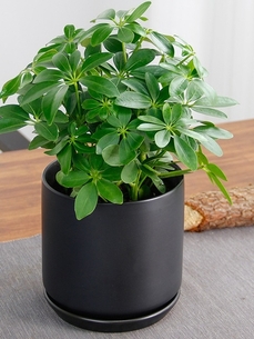 余姚植物租摆服务好在哪？这里给你详细揭秘